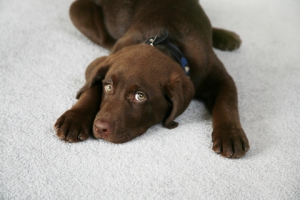 Chocolate Lab Puppy on Clean Carpet