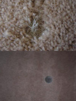 Denver Carpet Repair Damaged Carpets